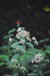 <img200*0:stuff/Aug22-06_m0094.jpg>