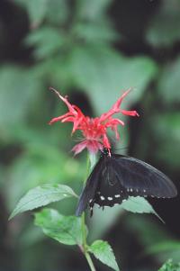 <img200*0:stuff/Aug22-06_m0096.jpg>