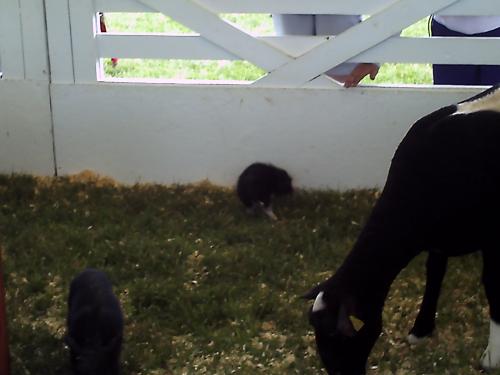 <img500*375:stuff/BABYPIGGGGEH%21.jpg>
