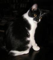 <img0*200:stuff/BJB%20A%20toocute%201.jpg>