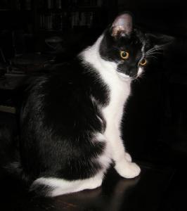<img0*300:stuff/BJB%20A%20toocute%201.jpg>