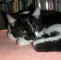 <img0*200:stuff/BJB%20A%20toocute%202.jpg>