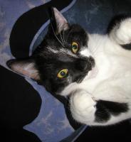 <img0*200:stuff/BJB%20A%20toocute%203.jpg>