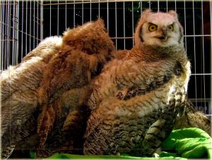<img300*0:stuff/Baby%20Owls.jpg>