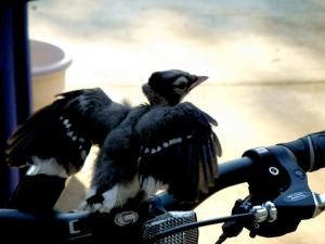 <img300*0:stuff/BabyBirdBike.jpg>