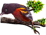 <img:stuff/BaltOriole150.png>