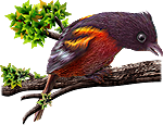 <img:stuff/BaltOriole150_rev.png>