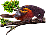 <img:stuff/BaltOriole2-150_rev.png>