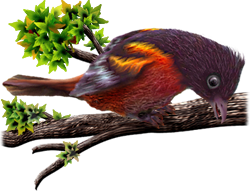<img:stuff/BaltOriole2-250_rev.png>