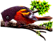 <img:stuff/BaltOriole2-75.png>