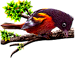 <img:stuff/BaltOriole2-75_rev.png>