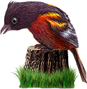 <img:stuff/BaltOriole3-125_rev.png>