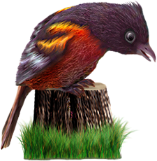 <img:stuff/BaltOriole3-225.png>
