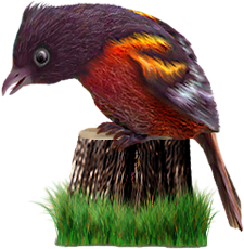<img:stuff/BaltOriole3-225_rev.png>