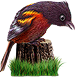 <img:stuff/BaltOriole3-75.png>