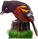 <img:stuff/BaltOriole3-75_rev.png>