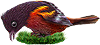 <img:stuff/BaltOriole4-100.png>