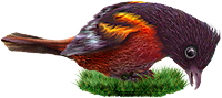 <img:stuff/BaltOriole4-200_rev.png>