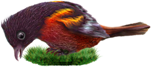 <img:stuff/BaltOriole4-300.png>