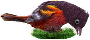 <img:stuff/BaltOriole4-300_rev.png>