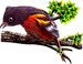 <img:stuff/BaltOriole75.png>