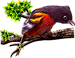 <img:stuff/BaltOriole75_rev.png>