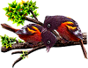 <img:stuff/BaltOrioles-100_rev.png>