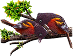 <img:stuff/BaltOrioles-150_rev.png>