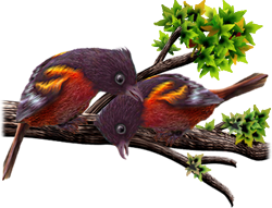 <img:stuff/BaltOrioles-250.png>