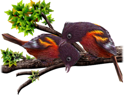 <img:stuff/BaltOrioles-250_rev.png>