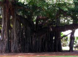 <img250*0:stuff/Banyan%20Trees%20(3).JPG>