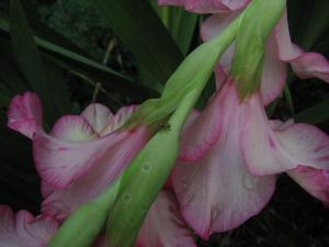 <img300*0:stuff/Beaten_By_The_Storm.jpg>
