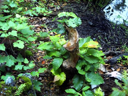 <img500*375:stuff/Beaver_Sculpture.jpg>