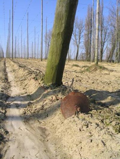 <img400*0:stuff/Belgium-Hops.jpg>