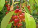 <img0*100:stuff/Berries.jpg>