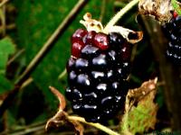 <img200*0:stuff/Berry.jpg>