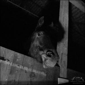 <img300*0:stuff/Bild%201578.jpg>