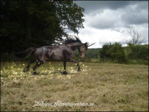 <img300*0:stuff/Bild%20506%20(kopia).jpg>