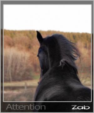 <img300*0:stuff/Bild%20673%20(kopia).jpg>