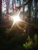 Birch_trees