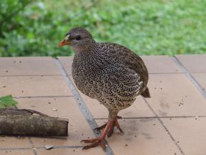 <img300*0:stuff/Bird1_Panthera.jpg>