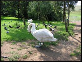 <img0*200:stuff/Birds.jpg>