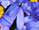 <img:stuff/BlDaisyDiv3Bullet.jpg>