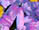 <img:stuff/BlDaisyDiv5Bullet.jpg>