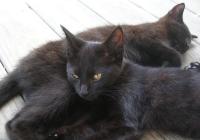 <img200*0:stuff/BlackKittens1.jpg>