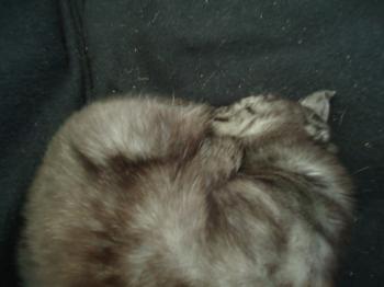 <img350*0:stuff/Black_Cat_in_Black_couch.jpg>