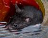 <img100*0:stuff/Black_Hamster.jpg>
