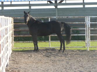 <img0*250:stuff/Black_Quarter_Horse.jpg>