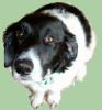 <img0*100:stuff/Black_and_white_dog.jpg>