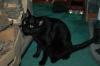 <img100*0:stuff/Black_cat.jpg>